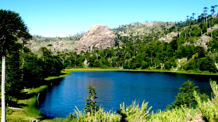 En busca de las Castañas Marrón, Colorinas y Lagartas